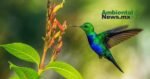 El secreto en sus plumas: Cómo los colibríes resguardaron 80 años de contaminación en el sureste mexicano 2 IMG 1899