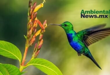 El secreto en sus plumas: Cómo los colibríes resguardaron 80 años de contaminación en el sureste mexicano 17 IMG 1899
