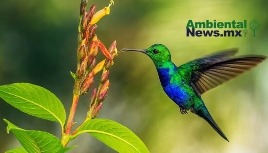 El secreto en sus plumas: Cómo los colibríes resguardaron 80 años de contaminación en el sureste mexicano 10 IMG 1899