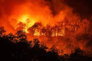 Incendios forestales en diciembre: