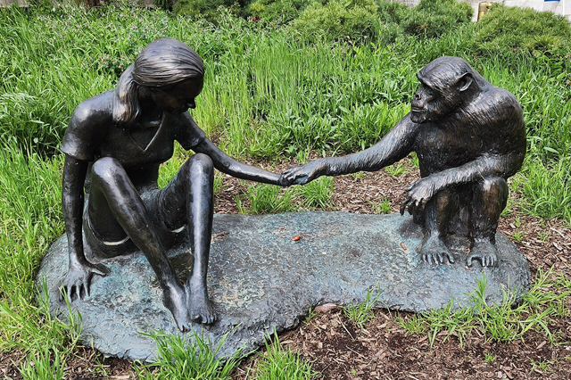 Jane Goodall weltbekannte Verhaltensforscherin und Naturschuetzerin mit 91 Jahren gestorben 1