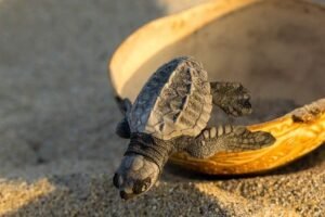 liberación de tortugas