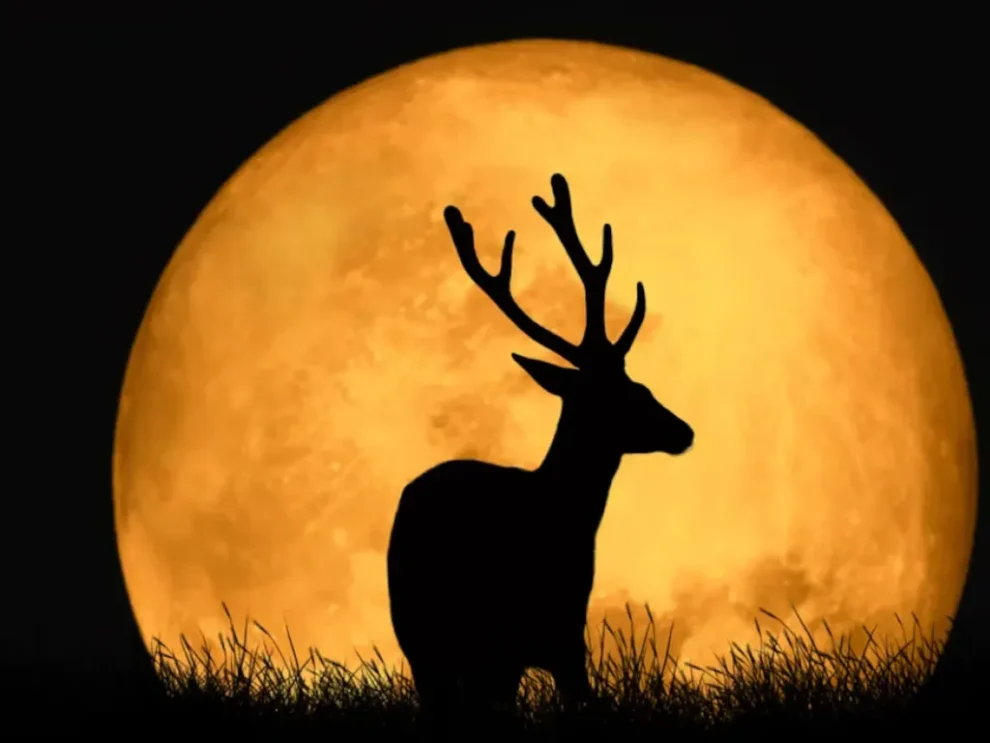 Luna de Ciervo