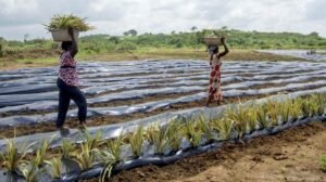 La confusión legal que sigue contaminando suelos, agua y producción agrícola en el Edomex