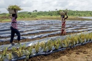 La confusión legal que sigue contaminando suelos, agua y producción agrícola en el Edomex