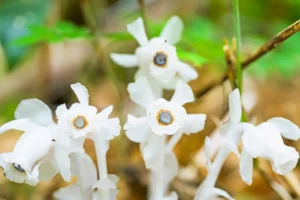 la flor del dragón plateado