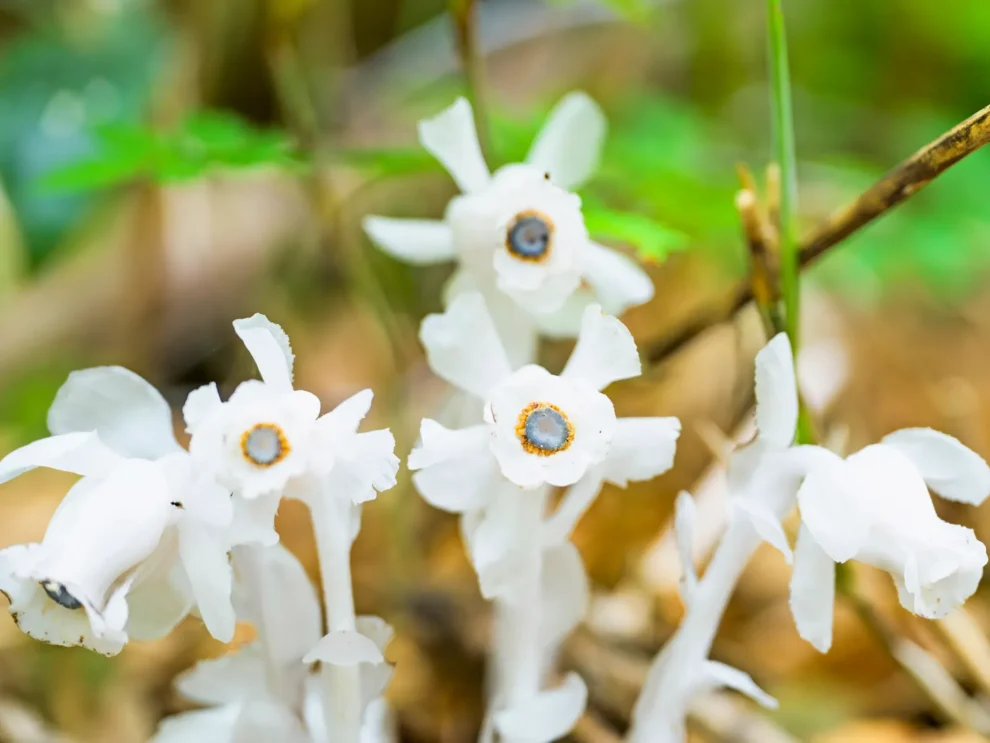 la flor del dragón plateado