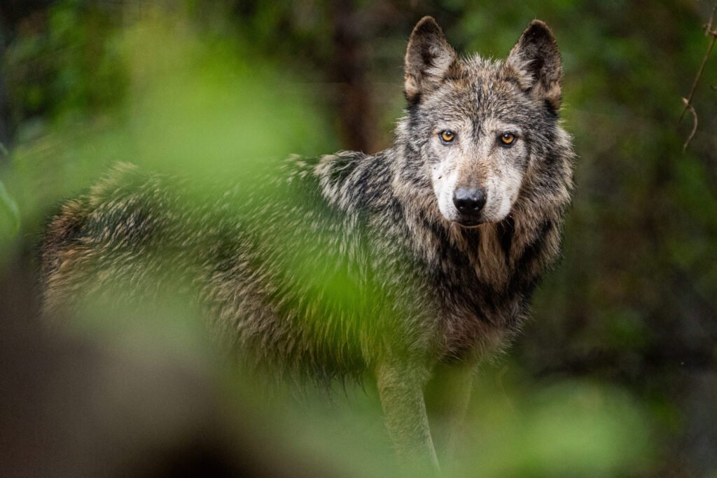 Lobo Mexicano: la ciencia detrás de su recuperación y el reto de la diversidad genética 10 lobo mexicano