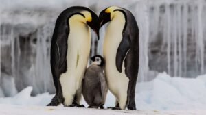 Los Pingüinos de la Antártida