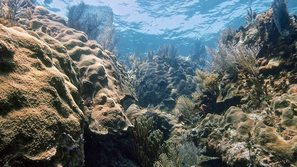 MAHAHUAL