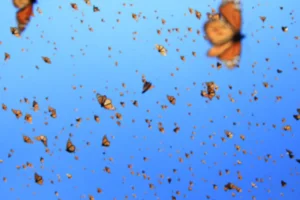 Mariposa Monarca 1