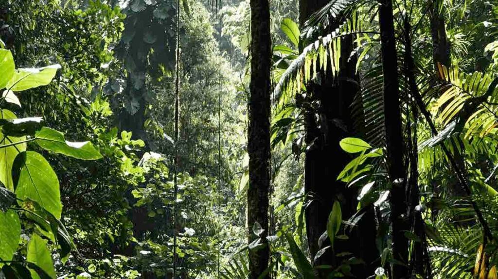 México apuesta por la restauración ambiental