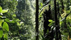 México apuesta por la restauración ambiental