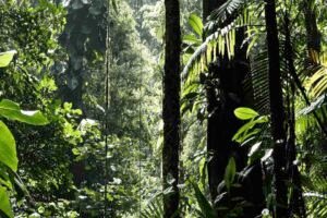 México apuesta por la restauración ambiental