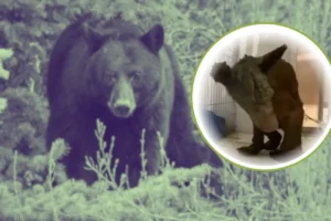 Mina tras meses de cuidados intensivos por parte de Profepa e Invictus