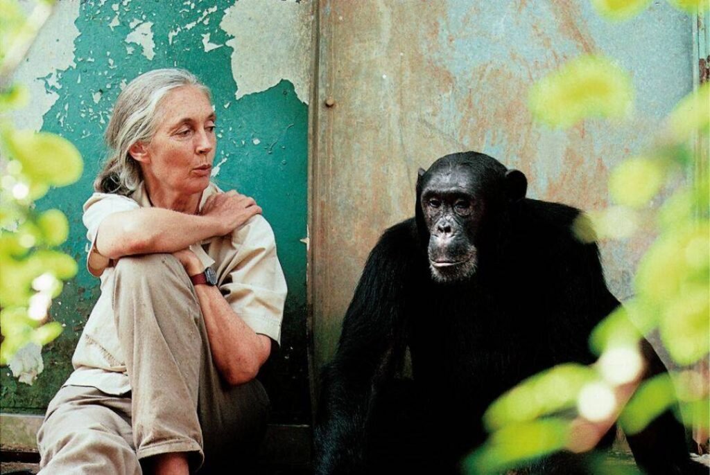 Muere Jane Goodall pionera en el estudio de los chimpances y referente mundial en conservacion