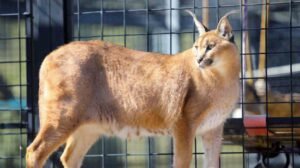 Nuevas herramientas detectarán ágilmente especies que son traficadas