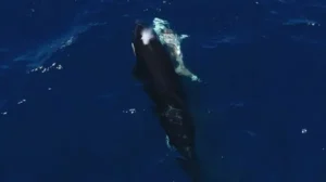 Orcas 1