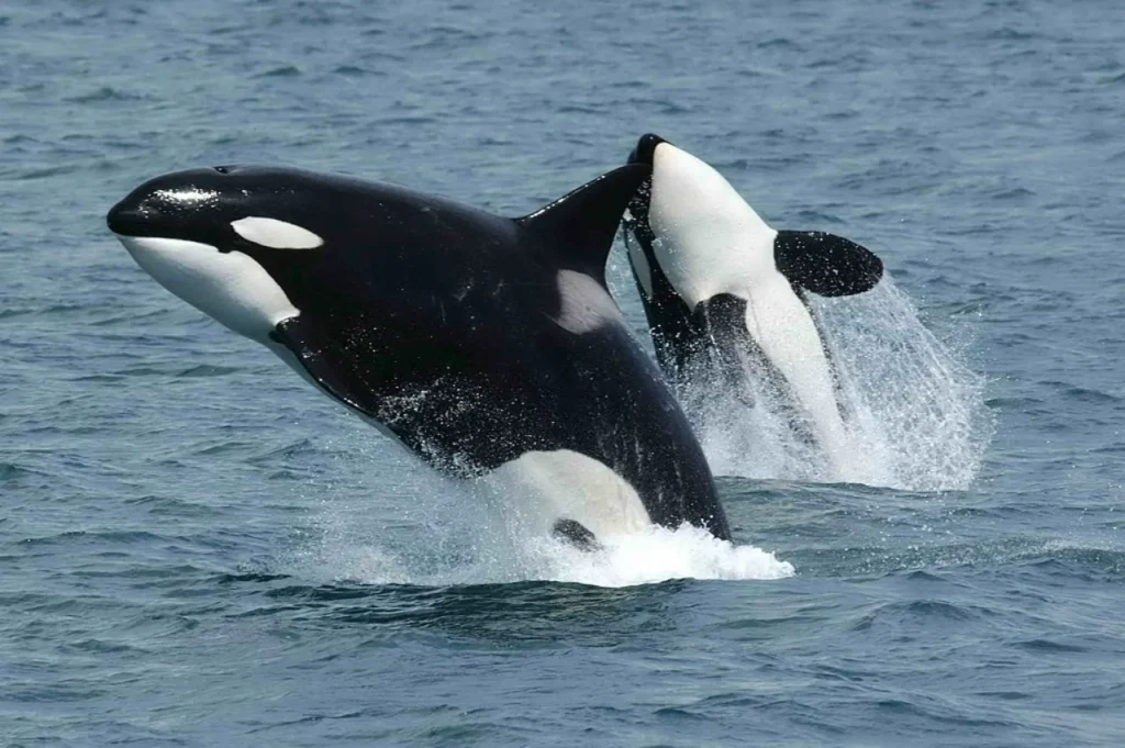 Orcas 2