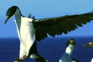Patagonia