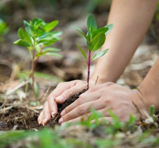 Planeta en reconstrucción
