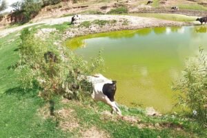 Presa Los Parga