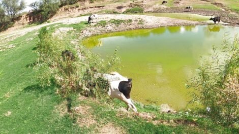 Presa Los Parga