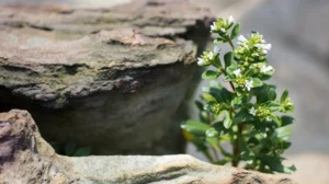 Resiliencia ecologica