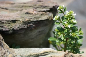 Resiliencia ecologica