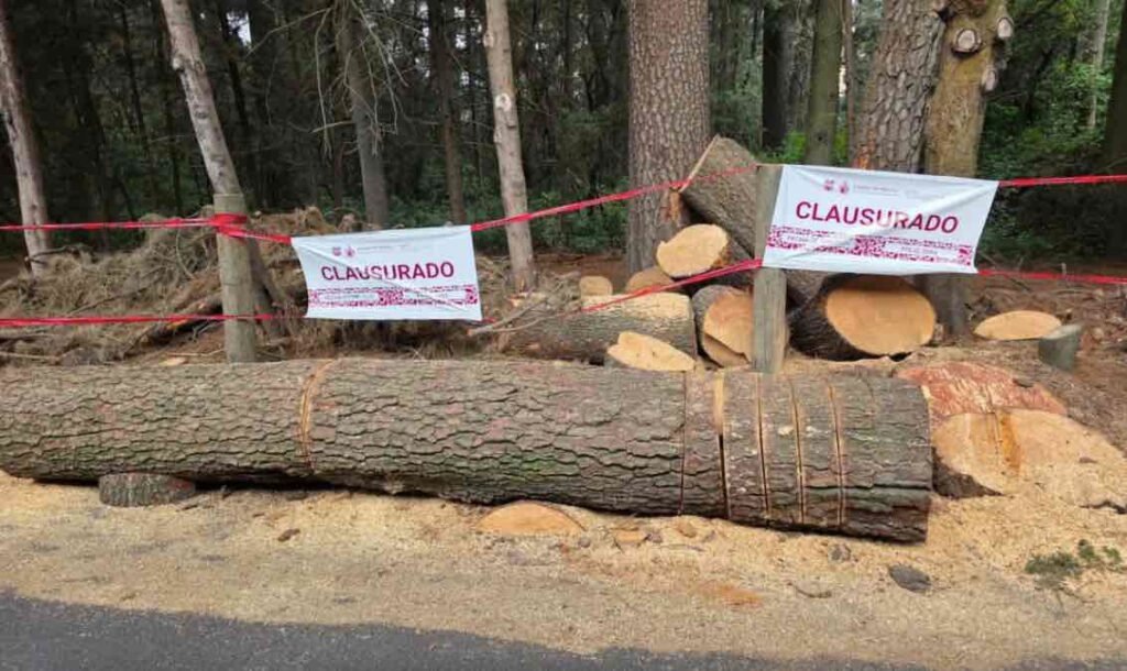 Sedema clausura tala ilegal en Cuajimalpa