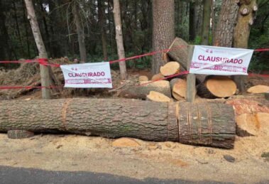 Sedema clausura tala ilegal en Cuajimalpa