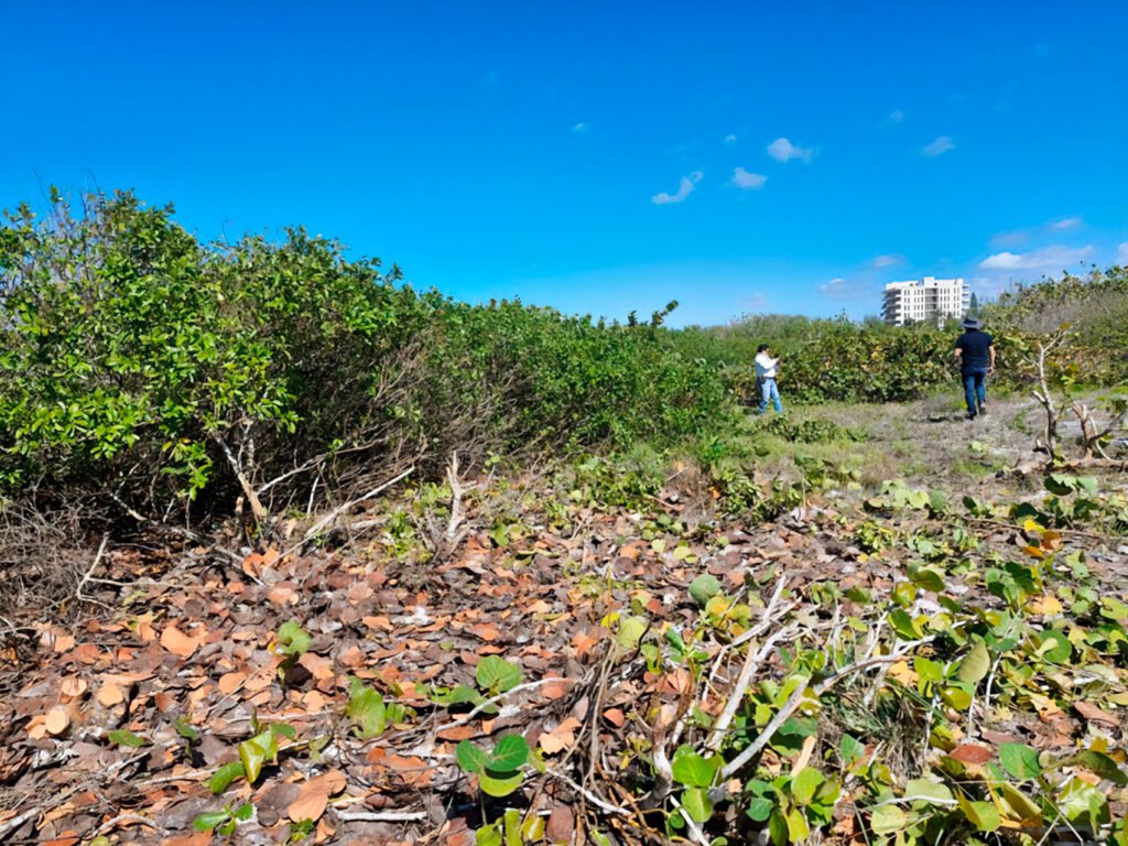 ecosistema costero dañado