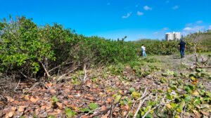 ecosistema costero dañado