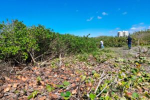 ecosistema costero dañado