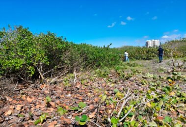 ecosistema costero dañado