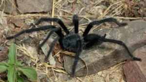 TARANTULA