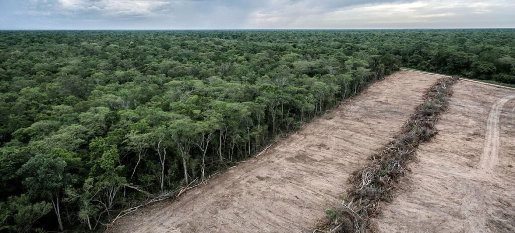 Sudamérica pierde millones de hectáreas de bosque y la ONU alerta rezago global contra la deforestación