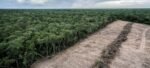 Sudamérica pierde millones de hectáreas de bosque y la ONU alerta rezago global contra la deforestación