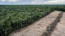 Sudamérica pierde millones de hectáreas de bosque y la ONU alerta rezago global contra la deforestación