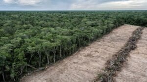 Sudamérica pierde millones de hectáreas de bosque y la ONU alerta rezago global contra la deforestación