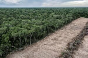 Sudamérica pierde millones de hectáreas de bosque y la ONU alerta rezago global contra la deforestación