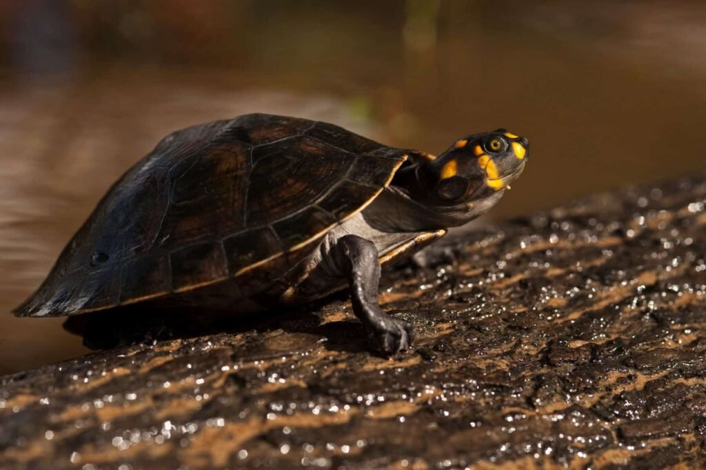Más de 6.500 Crías de Taricayas liberadas en la Amazonía peruana refuerzan la conservación 11 Tortugas