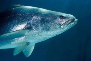 Totoaba