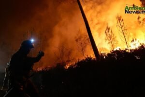 Evolución de los incendios forestales en España