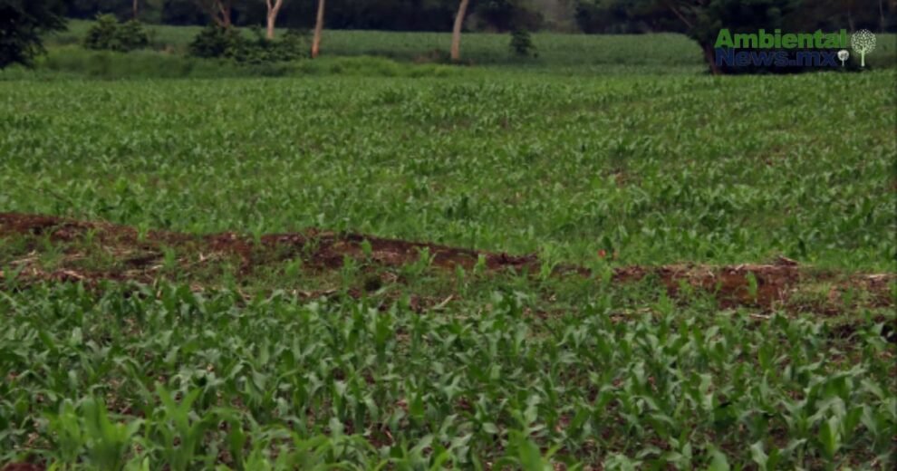 Productores y expertos alertan sobre los graves efectos del cambio climático en el sur de México 10 WEB AN 8