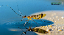 Ecosistemas en jaque: insectos acuáticos que desaparecen