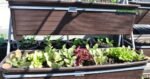 Huertos urbanos impulsando la sostenibilidad y transformando las ciudades en áreas verdes 1 WEB AsN 1 41