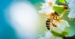 Día mundial de las abejas: Una alianza vital para la seguridad alimentaria y el futuro del planeta 2 WEB AsN 2 8