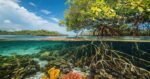 Manglares: los guardianes naturales de las costas que ayudan a combatir el cambio climático 1 WEB AsN 3 7