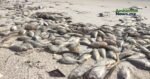 Investigan las causas detrás de la mortandad de peces en Quintana Roo y Querétaro 7 WEB AsN 3 8